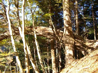 061111wood.jpg