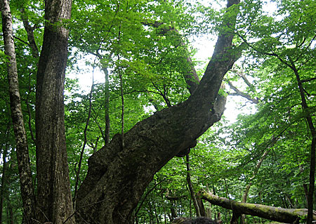 0906nippara2.jpg