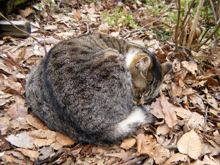 10425neko.jpg